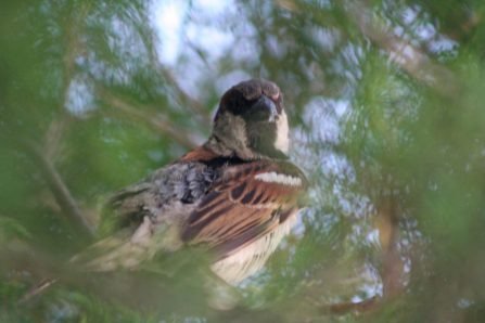 hidden-sparrow-1549262