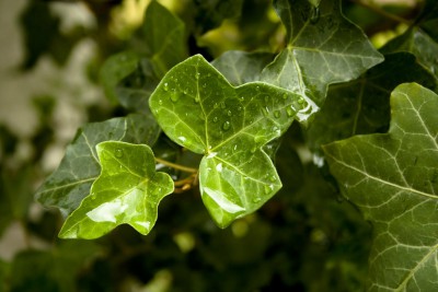 ivy-leaves-1368326
