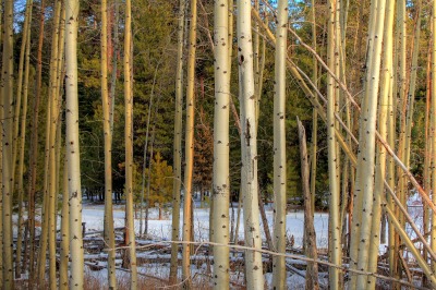 forest-grove-1-1382093