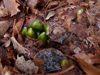 KODAK Digital Still Camera