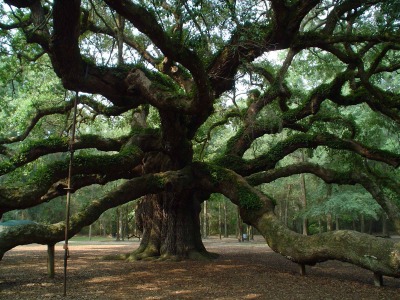 angel-oak-3-1554004