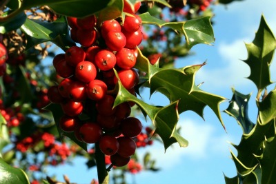 autumn-holly-1384767