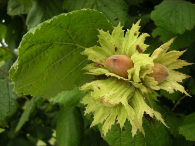 noisettes-dans-l-arbre-hazelnut-1617248