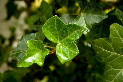 ivy-leaves-1368326