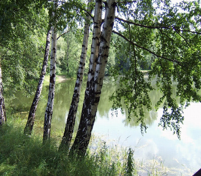 birch-tree-1-1401073